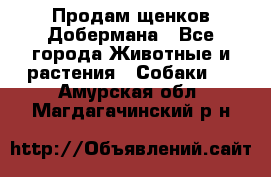 Продам щенков Добермана - Все города Животные и растения » Собаки   . Амурская обл.,Магдагачинский р-н